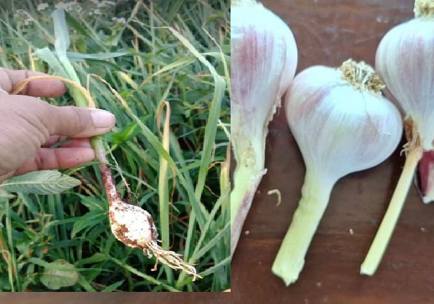 Mindanao Garlic Production Bright Prospect For Farmers(Food for Thought by Manny Piñol)