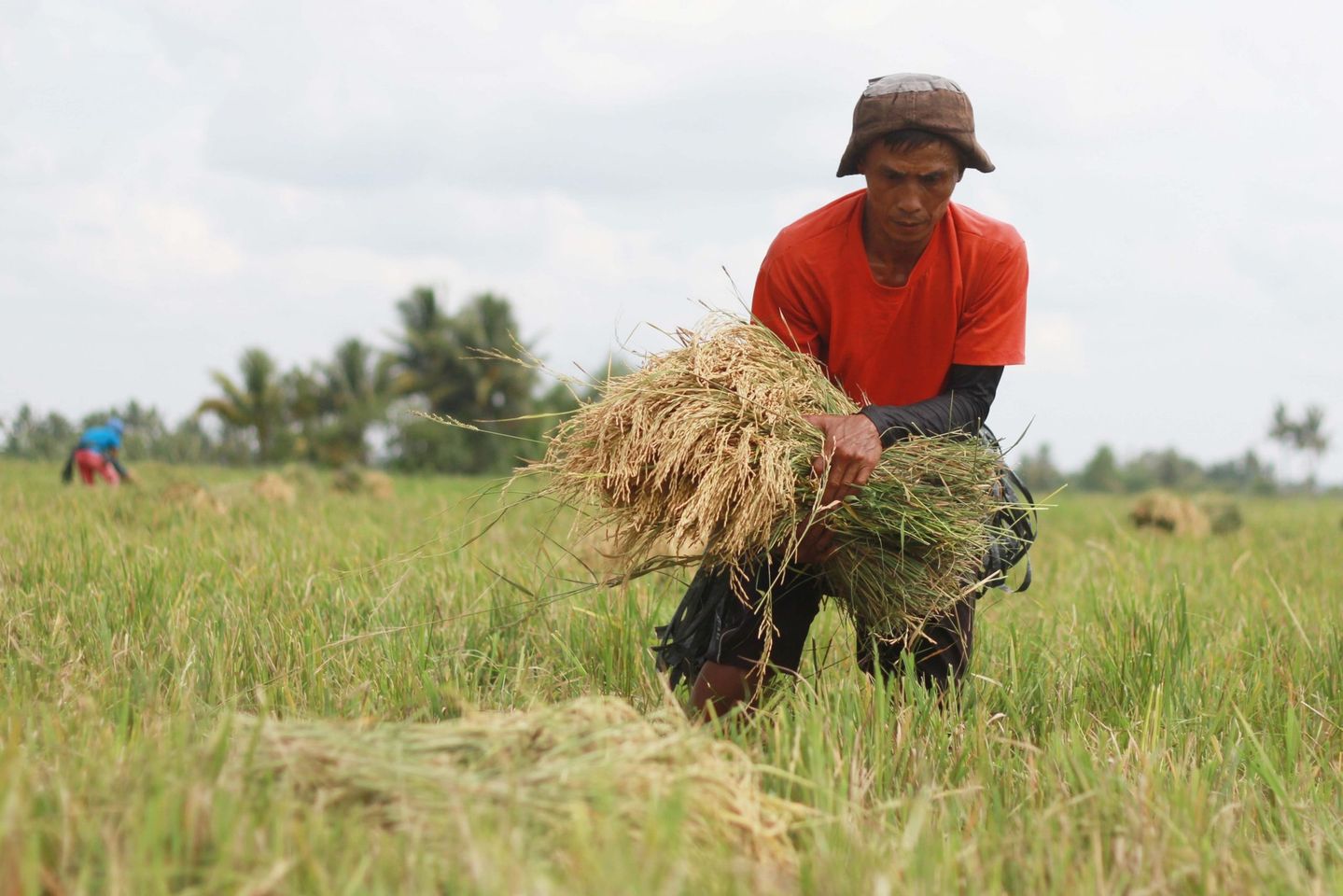 Turning Poor Rice Farmers Into Corporate Shareholders (Food for Thought by Manny Piñol)