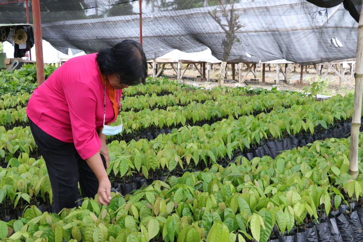 Davao cacao coop relishes sweet success via LANDBANK partnership
